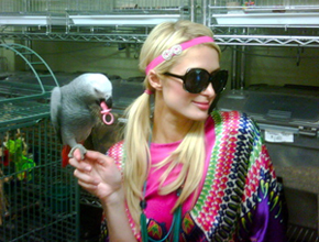 <i>Dá o pé</i>: Paris Hilton e seu novo <i>pet</i>