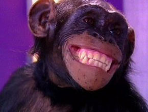 <i>Caras & Bocas</i>: Macaca Kate ganha novo papel