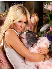 <i>Animal lover</i>: Paris Hilton dorme com micro-porco