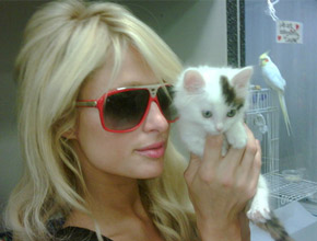 Fofo: Paris Hilton adota um gatinho
