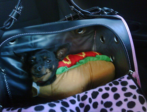 Cachorro-quente: Paris Hilton fantasia cachorro