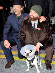 <i>Première</i>: Robert Downey Jr. posa com cachorrinho do filme