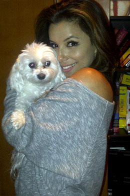 <i>Pet</i>: Eva Longoria posa com o seu