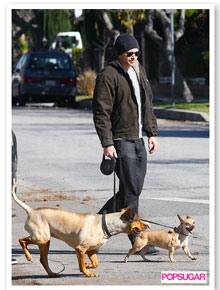 Folga: Kellan Lutz passeia com seus cachorros