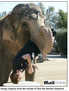 Elefante: Robert Pattinson foi abocanhado