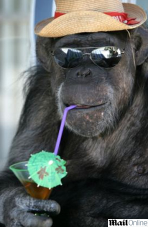 Cheetah, o chimpanzé que estrelou os filmes do Tarzan, morre aos 80 anos