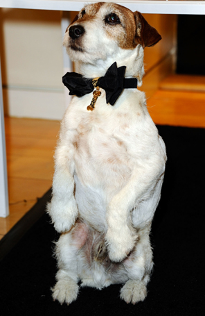 Uggie, o cãozinho de <i>O Artista</i>, usa pingente de ouro no <i>Oscar</i>
