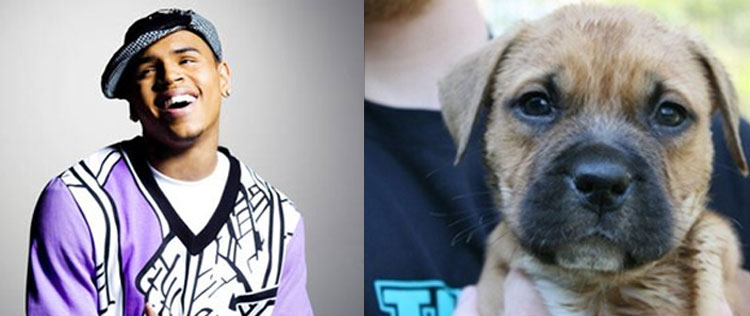 Chris Brown coloca filhotes de pitbull à venda na <i>Internet</i>