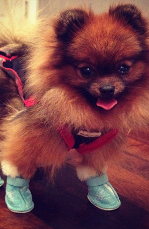 Kelly Osbourne posta foto de <i>pet</i> usando sapatinhos azuis