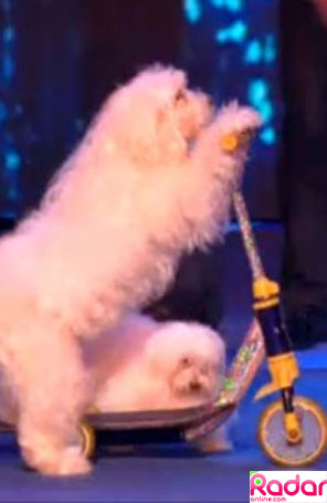 Duas cadelas dançam a conga em <i>America´s Got Talent</i> e impressionam Sharon Osbourne