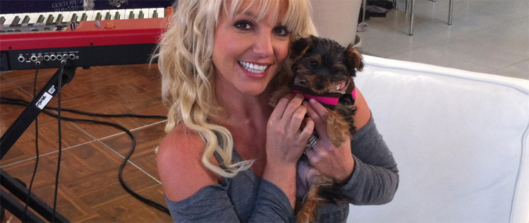 Britney Spears apresenta a nova integrante da família