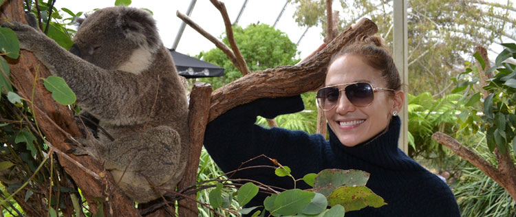 Jennifer Lopez posa para foto ao lado de um coala na Áustrália