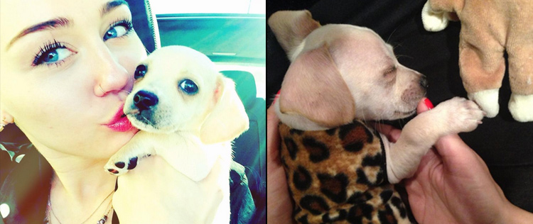 Miley Cyrus posta foto de seu novo <i>pet</i>, confira!