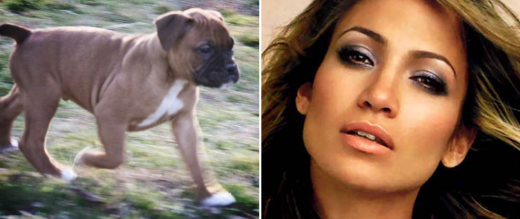 Jennifer Lopez e Casper Smart adotam um cachorrinho