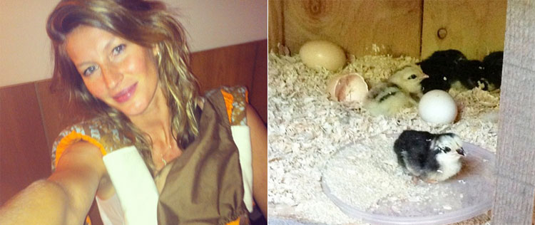 Gisele Bündchen mostra foto do galinheiro que tem em casa