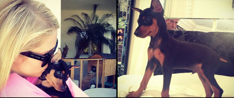 Conheça o novo pet de Paris Hilton!