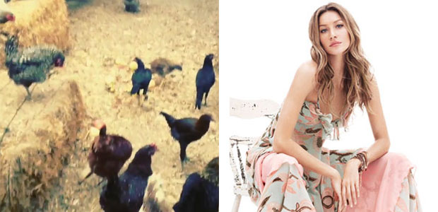 Gisele Bündchen faz vídeo mostrando galinhas em um celeiro