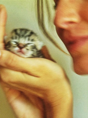 Gisele Bündchen posa com filhotinho de gato. Confira!