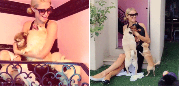 Paris Hilton posta vídeo na mansão de seus cães, veja aqui!