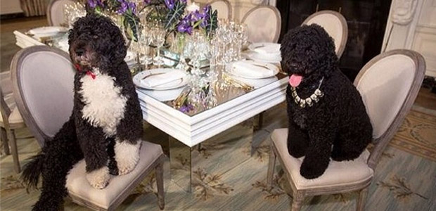Michelle Obama posta foto dos cachorros prontos para recepção
