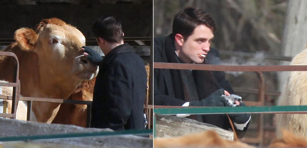 Robert Pattinson se dedica a novo papel e é flagrado brincando com uma vaca
