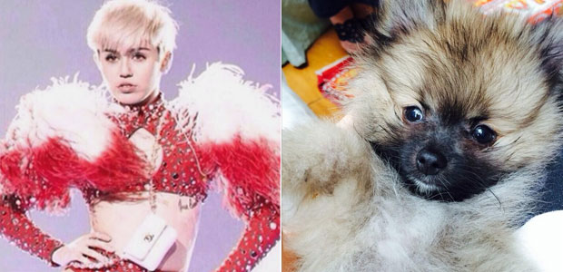 Miley Cyrus ganha novo cachorro e posta foto