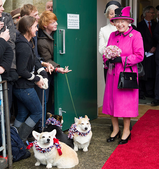 Rainha Elizabeth II não terá mais cachorros. Entenda!