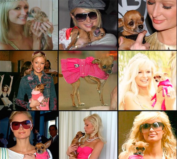 Paris Hilton lamenta a morte da sua cachorrinha, Tinkerbell