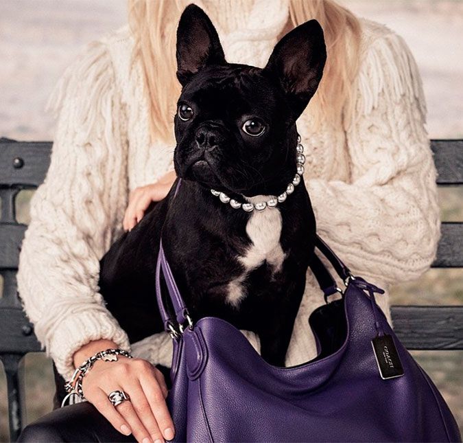Cachorrinha de Lady Gaga não quer saber só de ração, mas também de campanhas de moda!