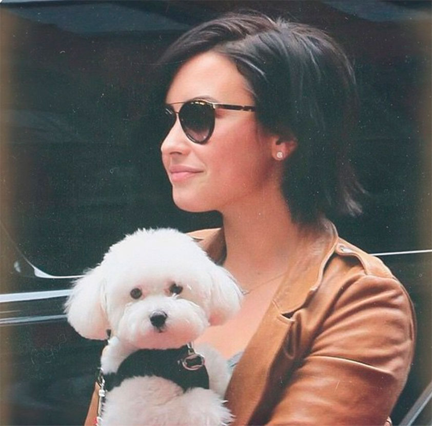 Ataque de coiotes é apontado como a causa da morte do cachorro de Demi Lovato