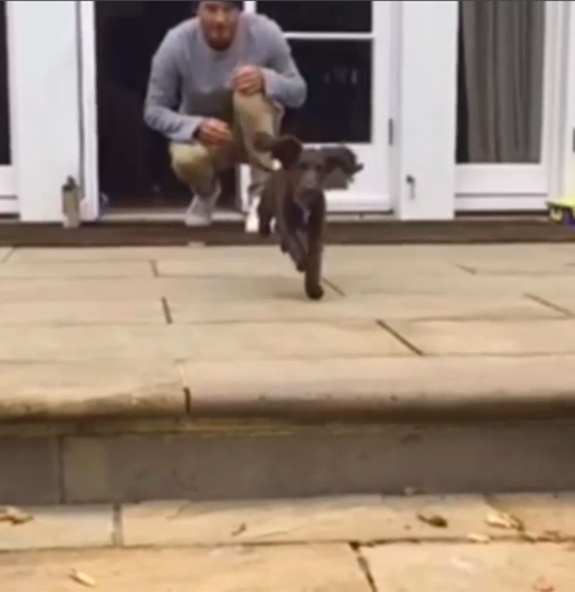 Cachorro de Victoria e David Beckham parece voar em vídeo, assista aqui!