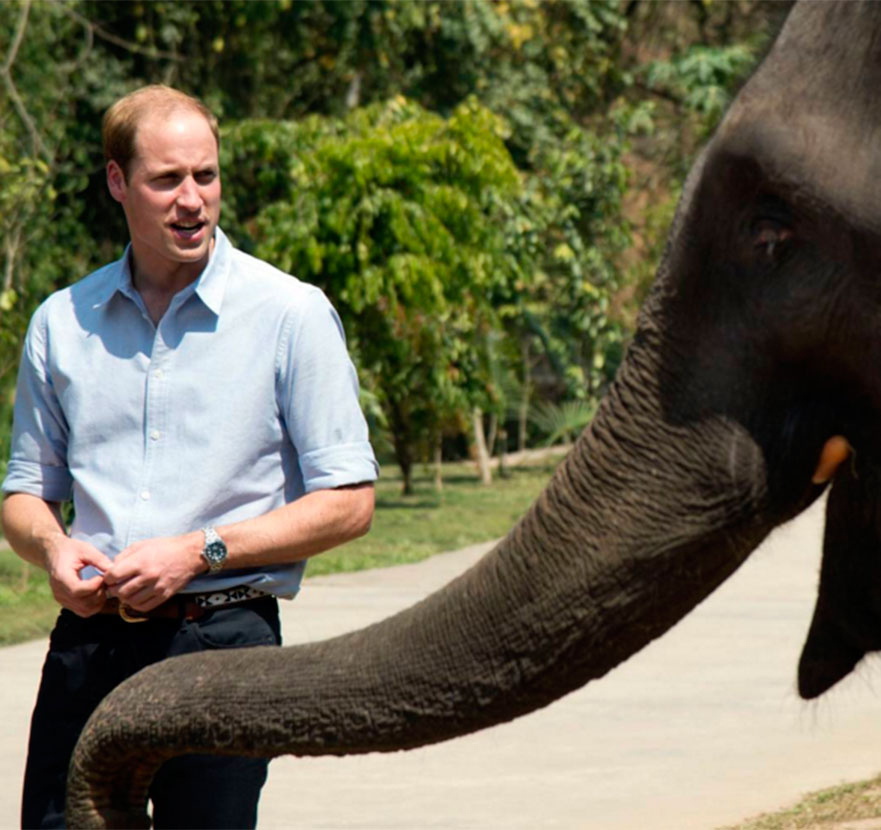 Príncipe William diz que sua filha, Charlotte, pode ver os últimos elefantes e rinocerontes da Terra, entenda!