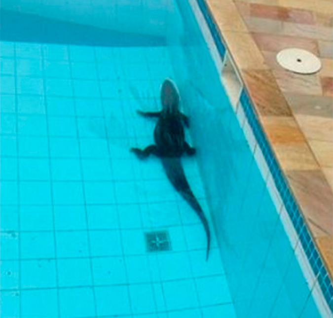 Astro de <i>Os Dez Mandamentos</i> é surpreendido com jacaré em sua piscina!