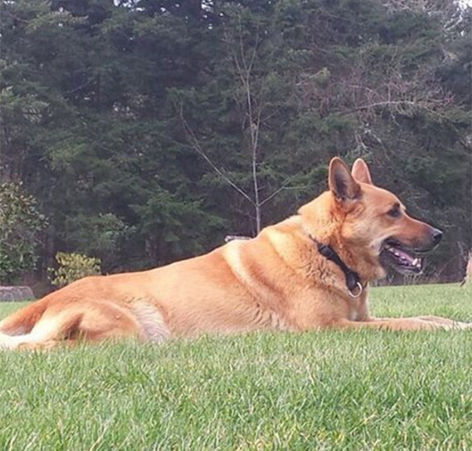 Cachorro de Salma Hayek é morto com um tiro