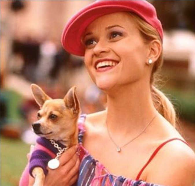 Reese Witherspoon anuncia morte de cachorrinho de <i>Legalmente Loira</i> nos Estados Unidos