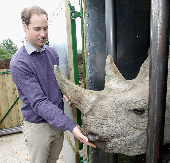 Príncipe William expressa sua felicidade ao saber do nascimento de um filhote de rinoceronte, saiba mais!