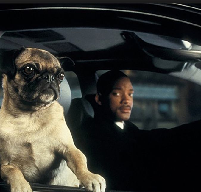 Outro cão que roubou nosso coração foi o de Homens de Preto. Ele, na realidade, era um agente que buscava alienígenas. Uma das cenas mais hilárias do animal, inclusive, era quando ele ficava dançando e balançando a cabeça dentro do carro!