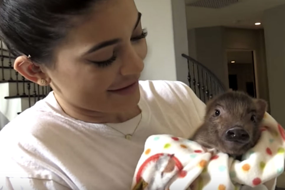 Kylie Jenner explica que sabe a diferença entre uma galinha e um porco, entenda!