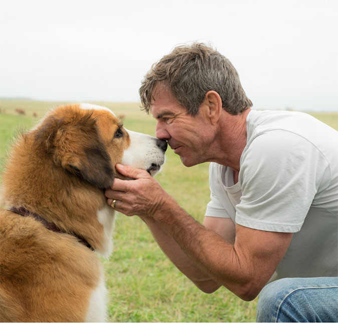 Dennis Quaid rebate acusações de abuso animal no filme <i>Quatro Vidas de um Cachorro</i>