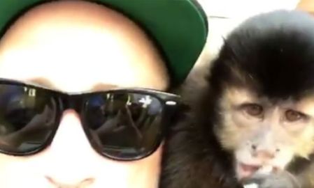 Paulo Gustavo se apaixona por macaco-prego: <i>- Que animal especial!</i>