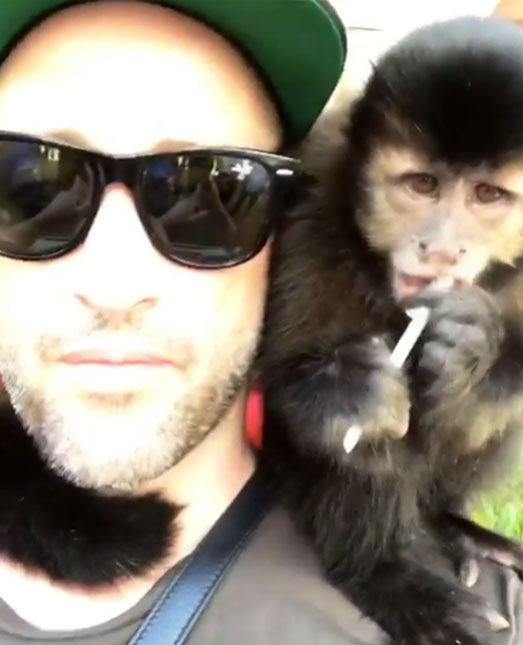 Paulo Gustavo se apaixona por macaco-prego: <i>- Que animal especial!</i>