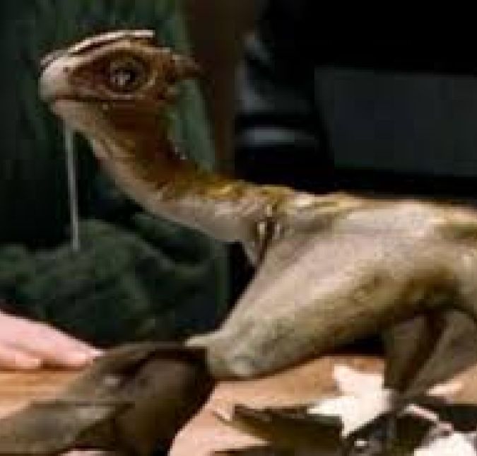 Falando em criaturas, quem se lembra de Norberto, o dragão que nasce em um ovo comprado por Hagrid, e que depois de crescer fica com Carlinhos Weasley? Pois bem, apesar do dragão aparecer nos primeiros filmes, há algo curioso que foi esquecido nos últimos longas. Ao conversar com Carlinhos no casamento de Gui e Fleur, Hagrid descobre que seu antigo bicho era na verdade uma fêmea: Norberta! Falando em criaturas, quem se lembra de Norberto, o dragão que nasce em um ovo comprado por Hagrid, e que depois de crescer fica com Carlinhos Weasley? Pois bem, apesar do dragão aparecer nos primeiros filmes, há algo curioso que foi esquecido nos últimos longas. Ao conversar com Carlinhos no casamento de Gui e Fleur, Hagrid descobre que seu antigo bicho era na verdade uma fêmea: Norberta!