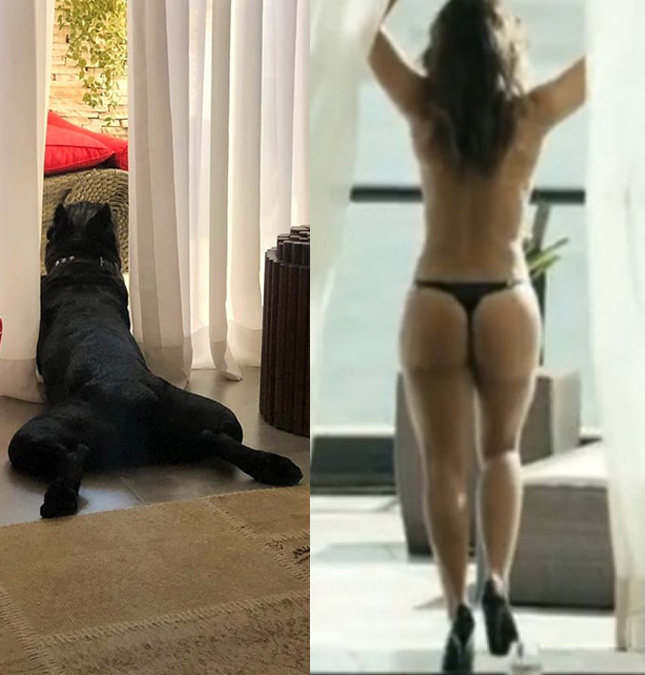 Paolla Oliveira brinca com pose de cachorro e lembra cena icônica de bumbum: <i>Ele acha que é a Danny Bond</i>
