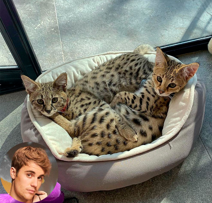 Justin Bieber é criticado pelo <i>PETA</i> após comprar gatos de 80 mil reais e cantor rebate: <i>Foque em problemas reais</i>