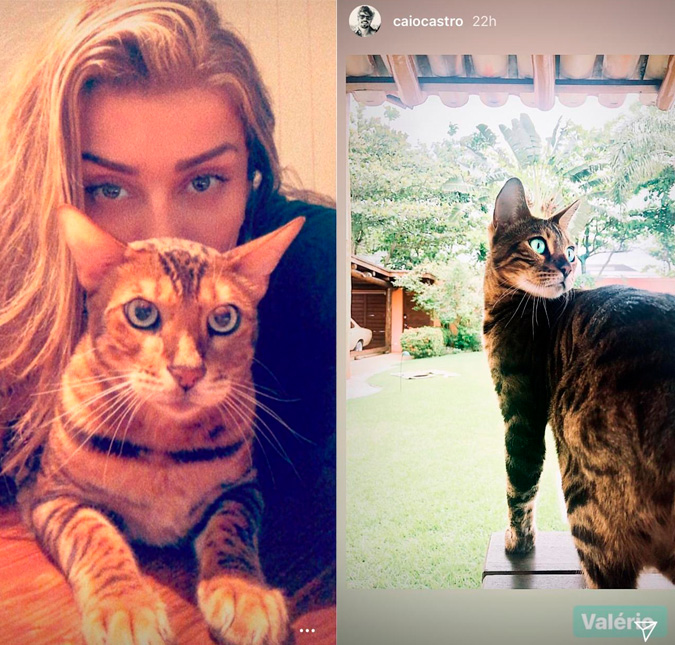 Caio Castro posta foto de gato, fãs confundem com <i>pet</i> de Grazi Massafera e <i>web</i> brinca: <i>Uma imagem fala mais que mil palavras</i>