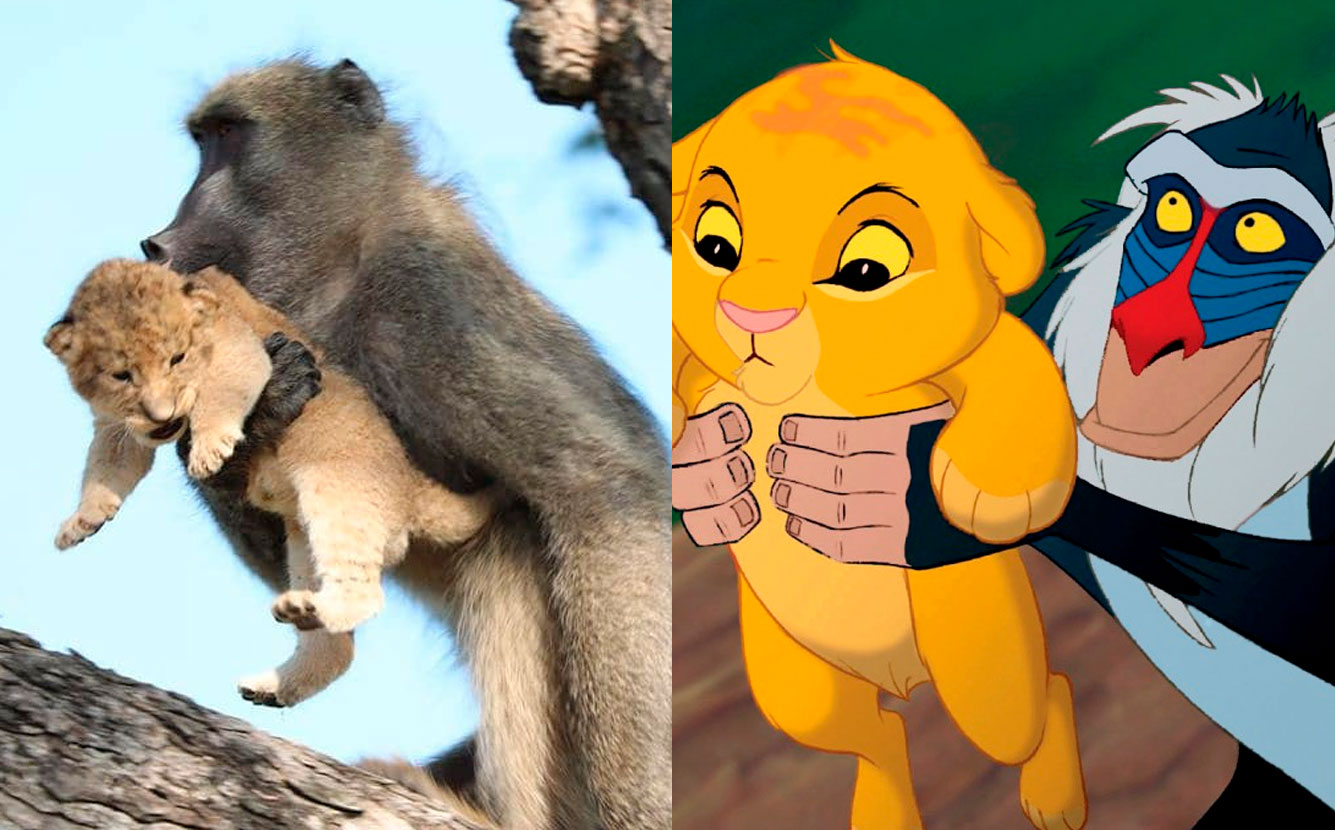 Babuíno e filhote de leão são flagrados <i>imitando</i> cena icônica do filme <i>O Rei Leão</i>, veja!