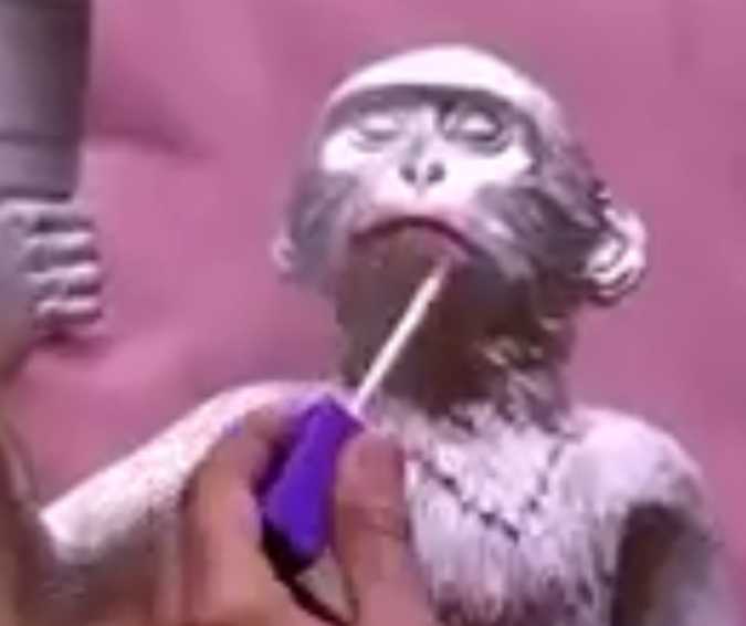 Gostou das luminárias de macaco do <I>BBB20</i>? Elas estão à venda por quase seis mil reais cada!