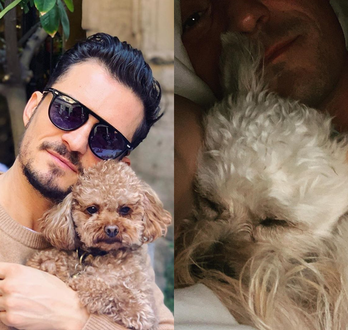 Após perda de <i>pet</i>, Orlando Bloom fala sobre adoção de novo cachorro: <i>Preenche meu coração</i>