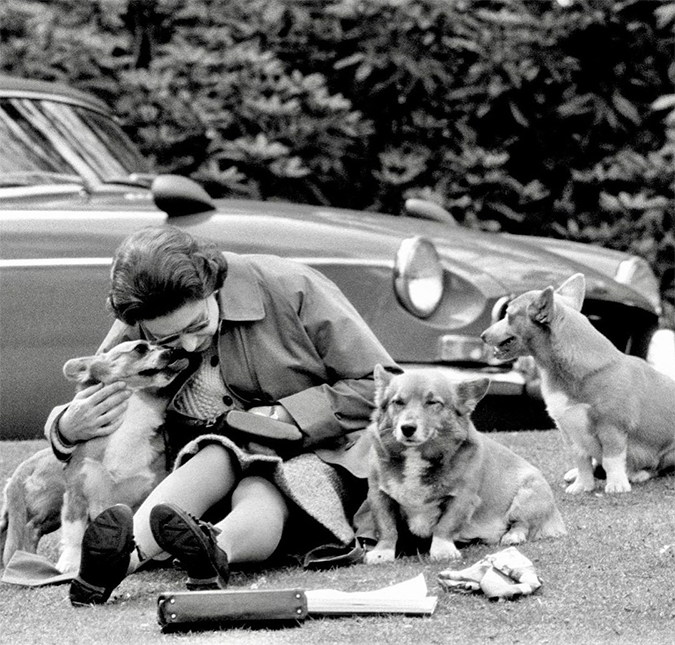 Rainha Elizabeth II está de luto: morre Vulcan, um dos cachorros da monarca