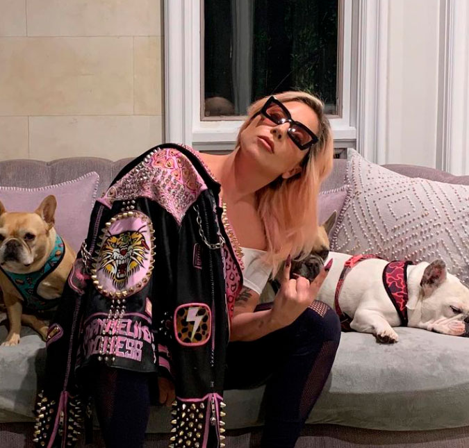 Cachorros de Lady Gaga são roubados e cantora oferece recompensa de 2,8 milhões de reais